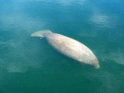West Indian Manatee