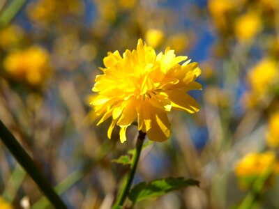 Bloom blossom bloom