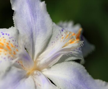 Beautiful beautiful flowers bloom