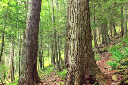 Bark branch conifer photo