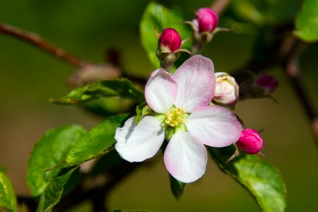 Bloom apple tree spring photo