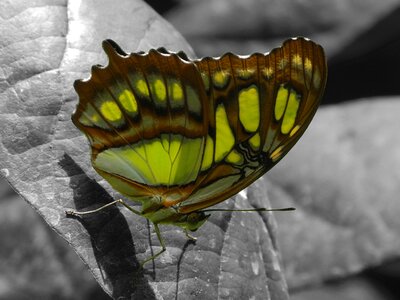 Insect wing glory passion butterfly photo