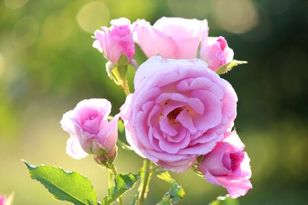 Fukushima azuma sports park pink