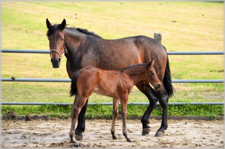 Foal foals animal