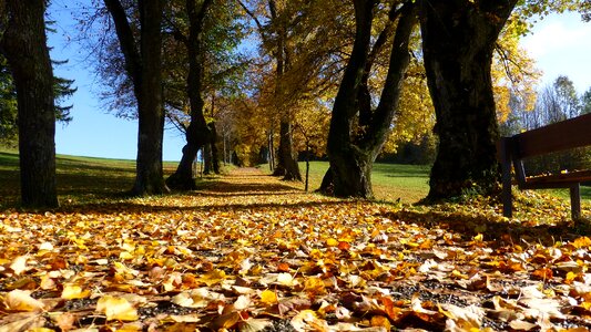 Leaves trees colorful