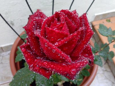 Flower burgundy rose plants in pots