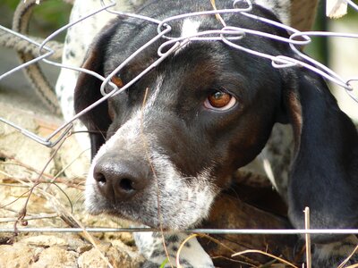 Gangsta animal animal welfare photo