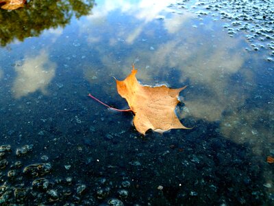 Dry leaf reflection