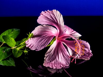 Flower pink marshmallow photo