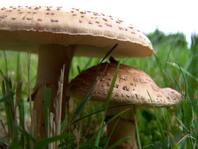 Mushrooms autumn forest
