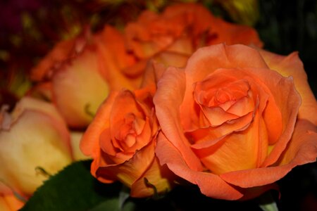 Affection beautiful flowers biology