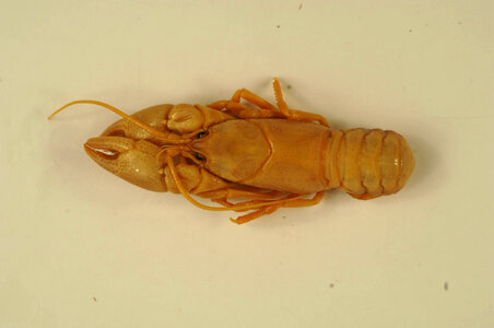 Cambarus longulus
