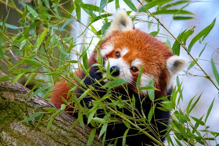 Red panda napping in a large tree