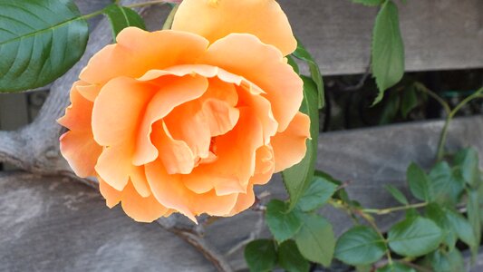 Orange flowers spring
