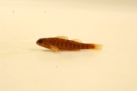 Etheostoma simoterum-2