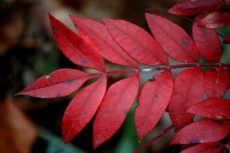 Botanical organic botany photo