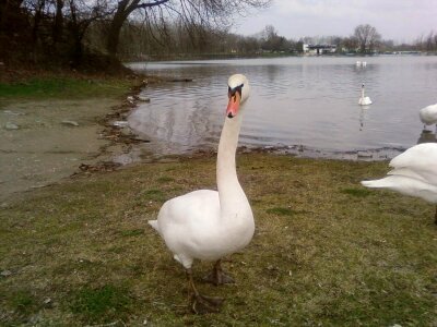 Curious mute swan white