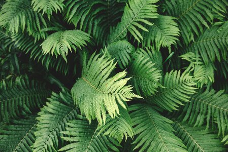 Forest Ferns photo