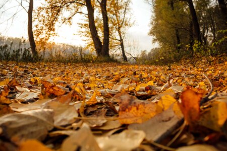 Autumn Season poplar yellow leaves