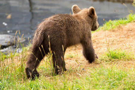 Kodiak brown bear cub-1