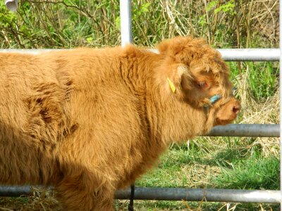 Scotland show livestock