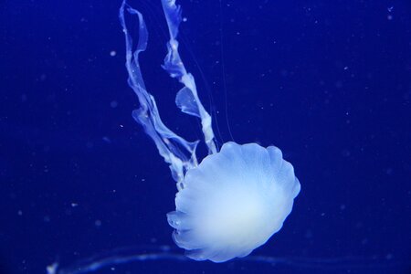 Marine underwater animal