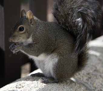 Squirrel eating Peanut photo