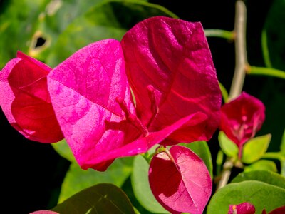 Flower flowering shrub red