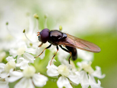 Fly on White Flowers