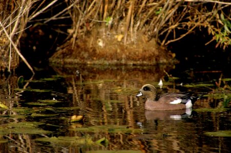 American bird marsh