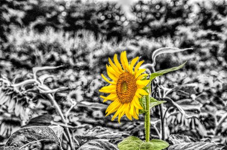 Girasole flower black and white photo