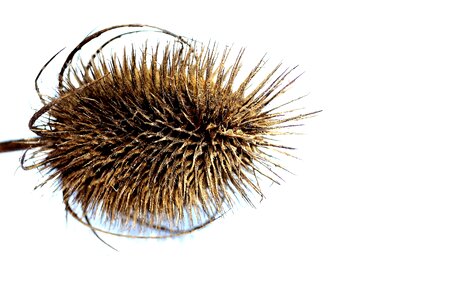 Prickles season background