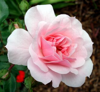 Pink garden blooming