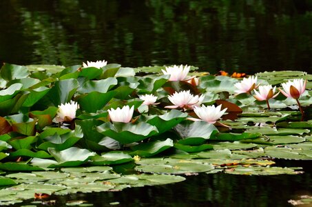 Beautiful Flowers beautiful photo bloom photo