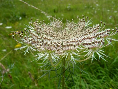 Nature artwork hoverfly