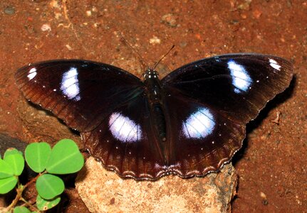 Insect wing wildlife