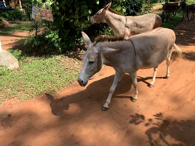 Donkey donkey walk photo