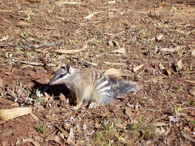 Animal Myrmecobius fasciatus 