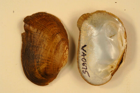 Epioblasma brevidens-1