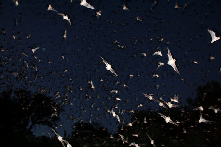 Mexican free-tailed bats exiting Bracken Bat Cave-2 photo