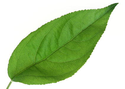 One green fresh leaf photo