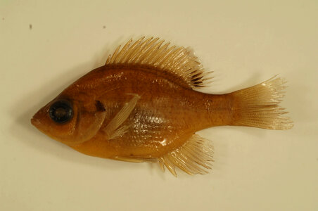 Lepomis macrochirus photo