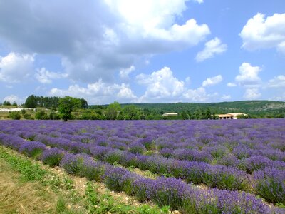 Lavender flowers purple true lavender