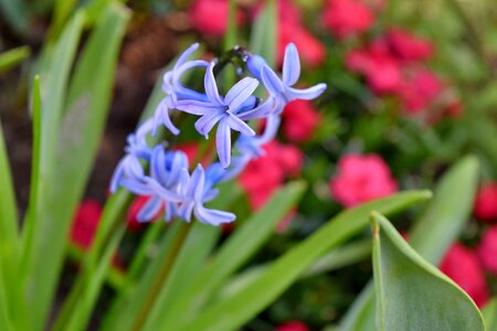 Blossom plant nature photo