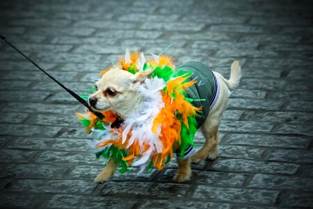 St. Patrick'S Day Madra photo