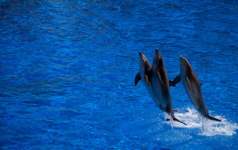 Jump blue whirlpool photo