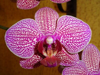 Flowers orchid garden photo