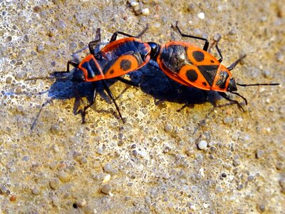 Animals beetle ground