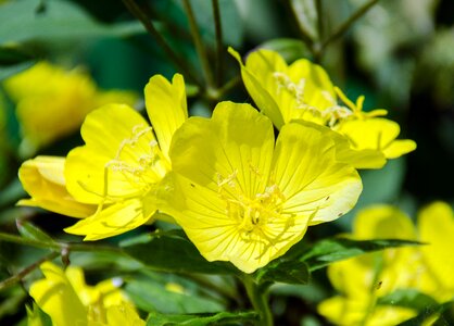 Flower ornamental plant garden