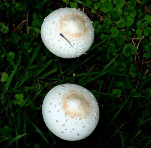 Ground natural forest floor photo